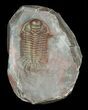 Red Crotalocephalus Trilobite - Jorf, Morocco #60012-1